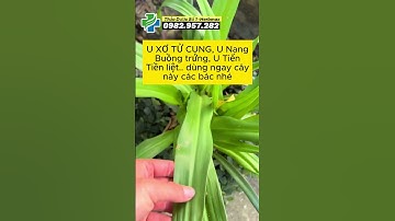 cây trinh nữ hoàng cung là gì #trinhnuhoangcung