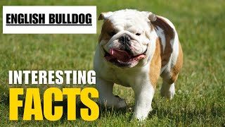 Most Interesting Facts About English Bulldog |Interesting Facts | The Beast World