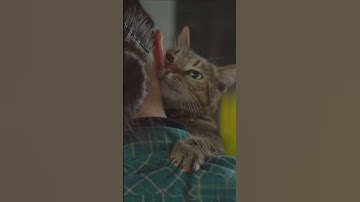 How Cats Communicate: A Behavioral Guide