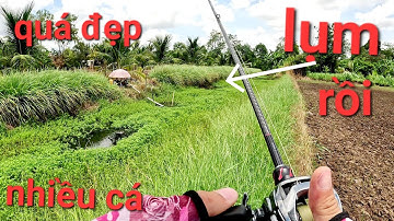 Không ngờ chổ này cá lóc lại còn nhiều đến vậy/câu cá lóc Gò Công|Thái Nguyễn fishing