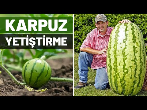 Karpuz Nasıl Ekilir? Evde Karpuz Nasıl Yetiştirilir?