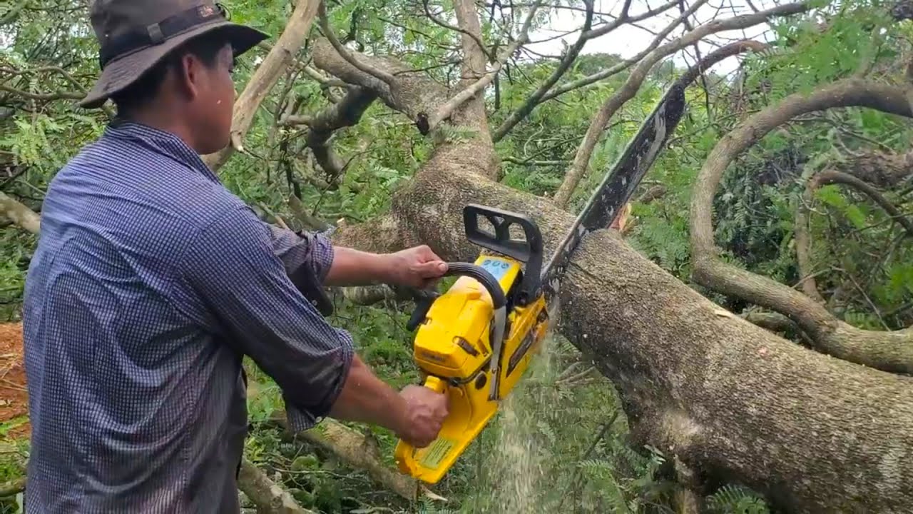 Amazing Skill Filling Down Tree And Splitting With Chainsaw Machinery ...