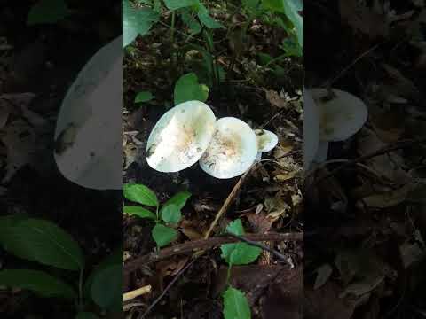 Vidéo: Lactarius scrobiculatus, ou champignon champignon jaune