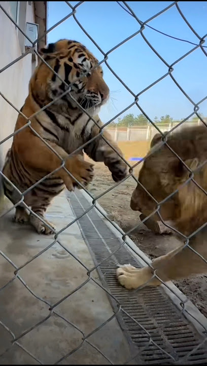 Tiger Bioga and Jas Fight for food 😳🐯 #tiger #lion