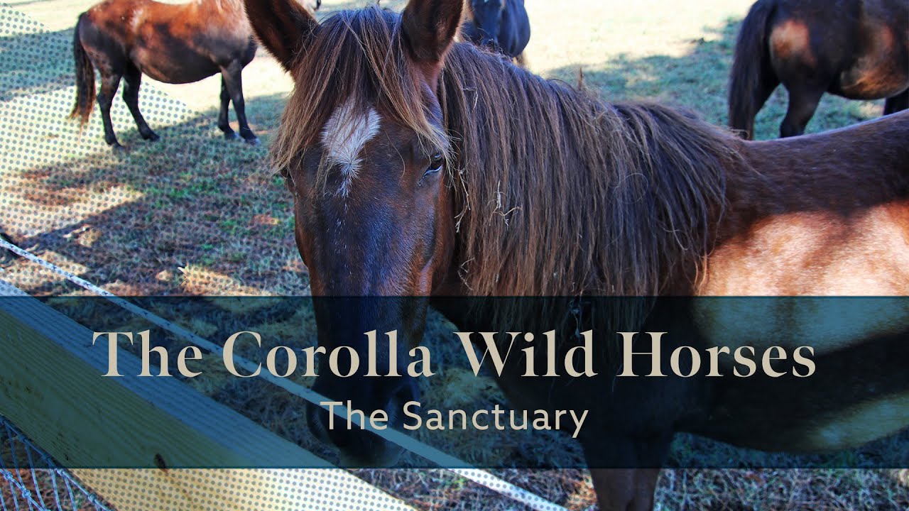 The Corolla Wild Horses - The Sanctuary #northernobx #corollawildhorses #wildhorses #outerbanks #obx The Corolla Wild Horses - The Sanctuary #northernobx #corollawildhorses #wildhorses #outerbanks #obx