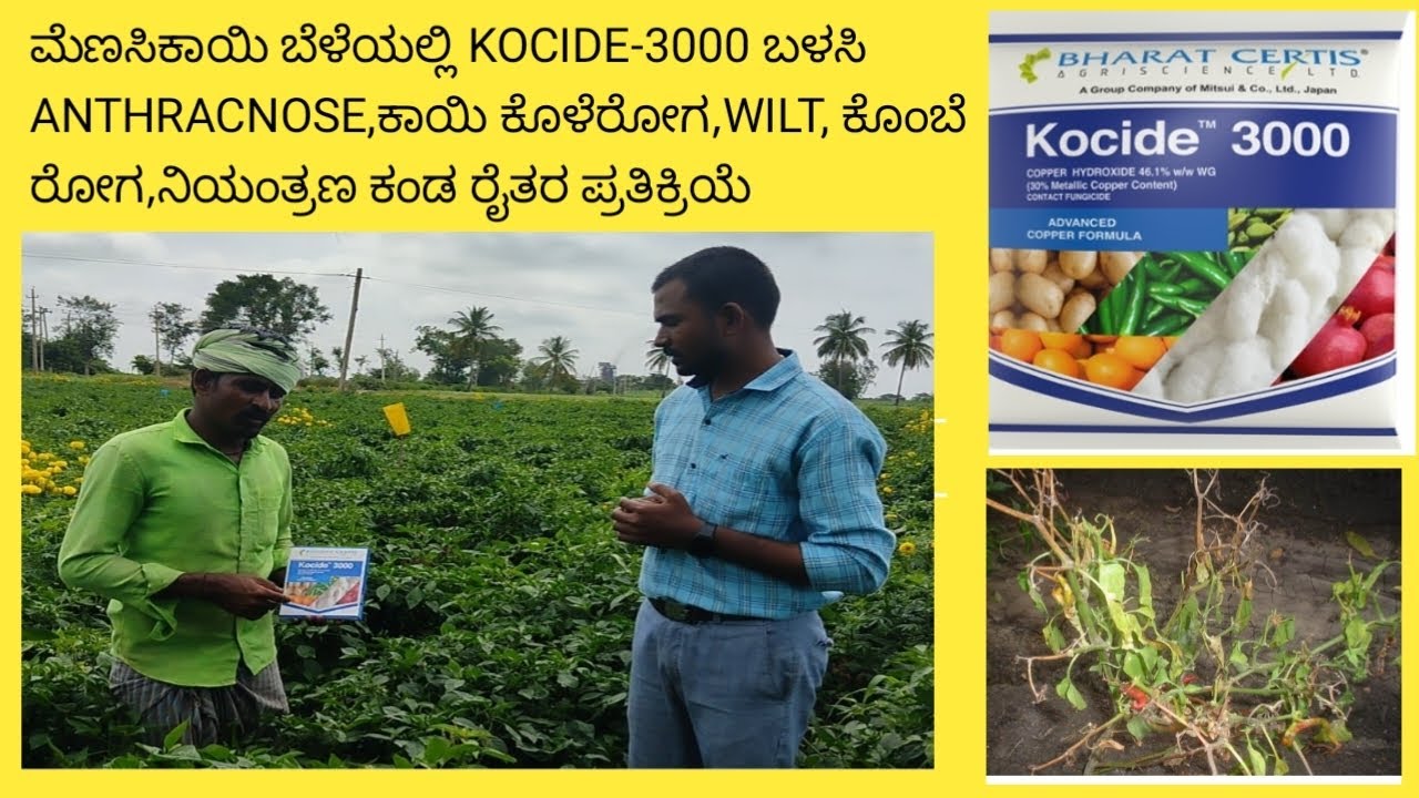 KOCIDE-3000,WILT,ANTHRACNOSE, ಕೊಳೆರೋಗ, ಕೊಂಬೆ ರೋಗ/ಮೆಣಸಿನಕಾಯಿ ಬೆಳೆ/CHILLI CROP 