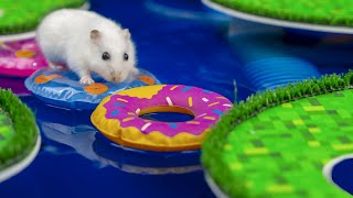 Hamster Escapes from the Minecraft Prison Maze water park maze with real water! by Playattoys 194,654 views 8 months ago 10 minutes, 5 seconds