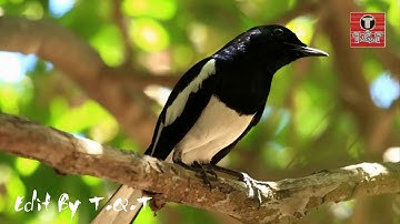 Tiếng chòe than già rừng hót buổi sáng cực hay   Luyện giọng chim hót mỗi ngày