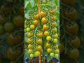 frout to seed time laps #growth #ai #timelaps#tomato