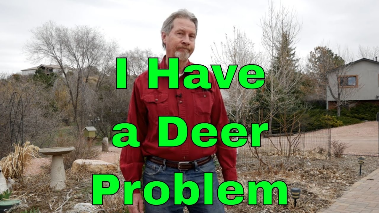 How To Deer Proof Your Garden Youtube