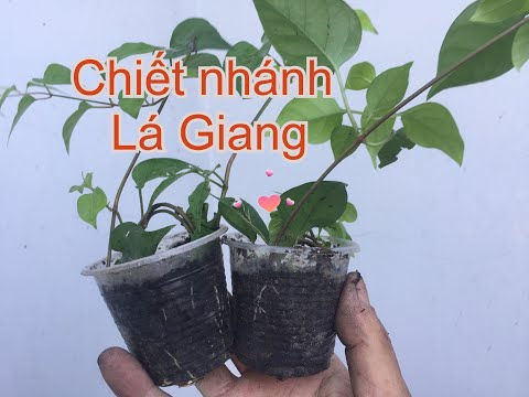 cách trồng cây lá giang