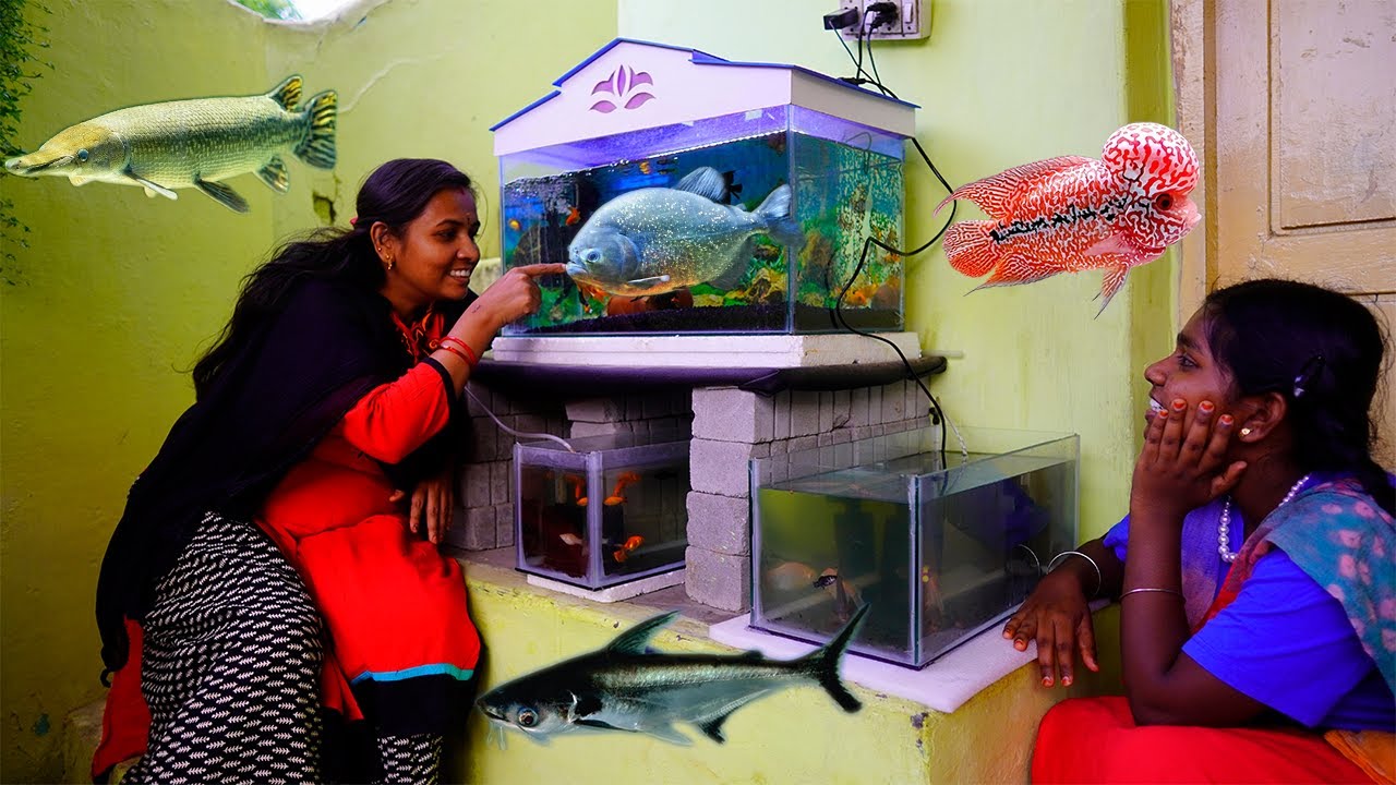 My All Fishes Tour | என்னோட எல்லா மீன்களையும் பார்த்து கண்ணு வைக்காதீங்க....