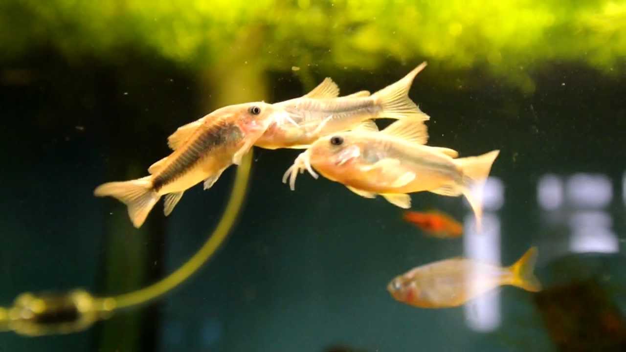 коридорас золотистый.MOV