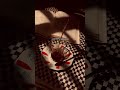 علي الوائلي الضحك من صفات الاجسام 