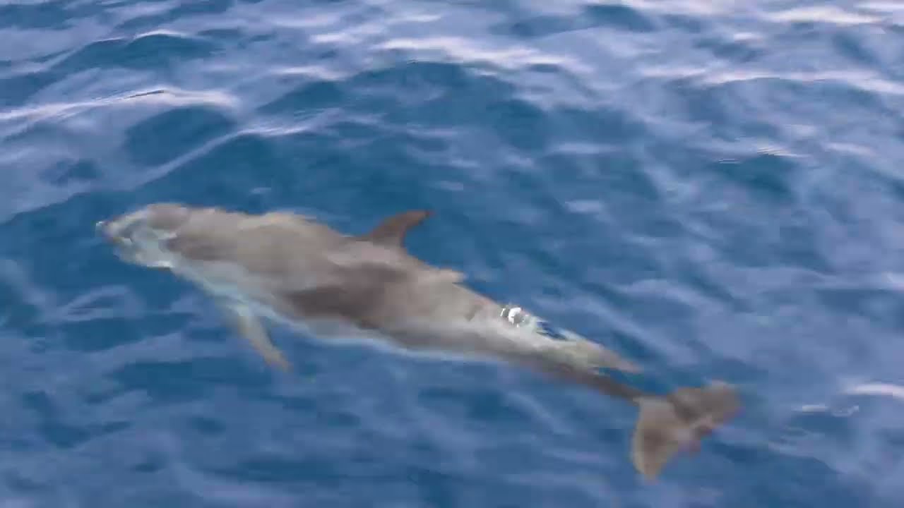 Divemaster Internship Tenerife