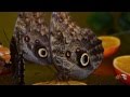 Выставка тропических бабочек в Нижнем Тагиле (Full HD 1080p)