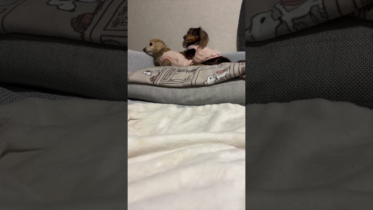 ダックス癒しch. 2026.1.11