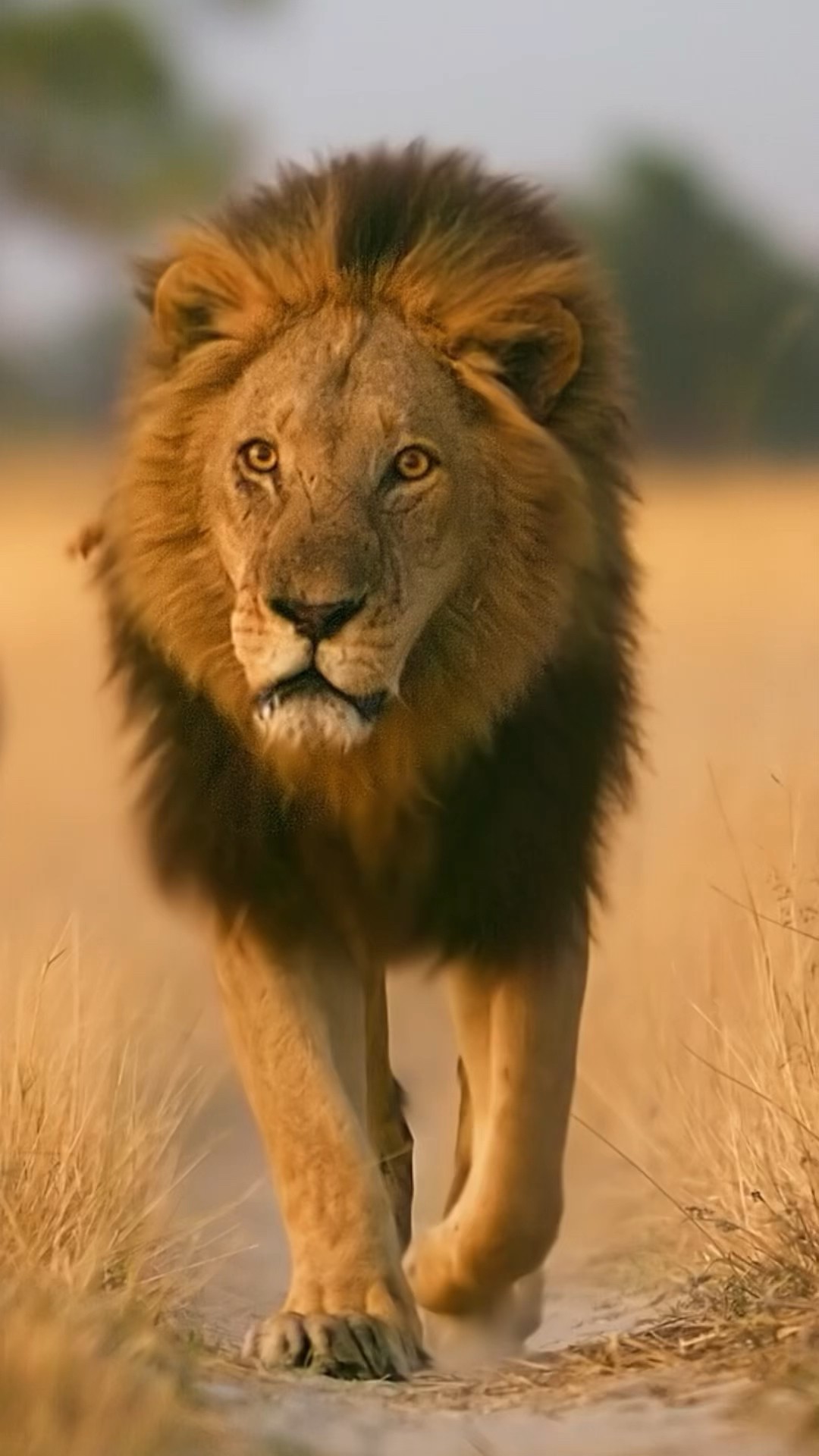 Unrivalled access to some of nature's fiercest predators. This is Big Cats 24/7. ? ? #BigCats247