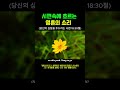 지친 당신의 영혼을 위한 처방전, 시편 속에 흐르는 하나님의 눈물과 위로 #시편 #성경듣기 #하나님은혜 #말씀묵상 #위로받고싶을때 #수면기도 #영성회복 #기독교