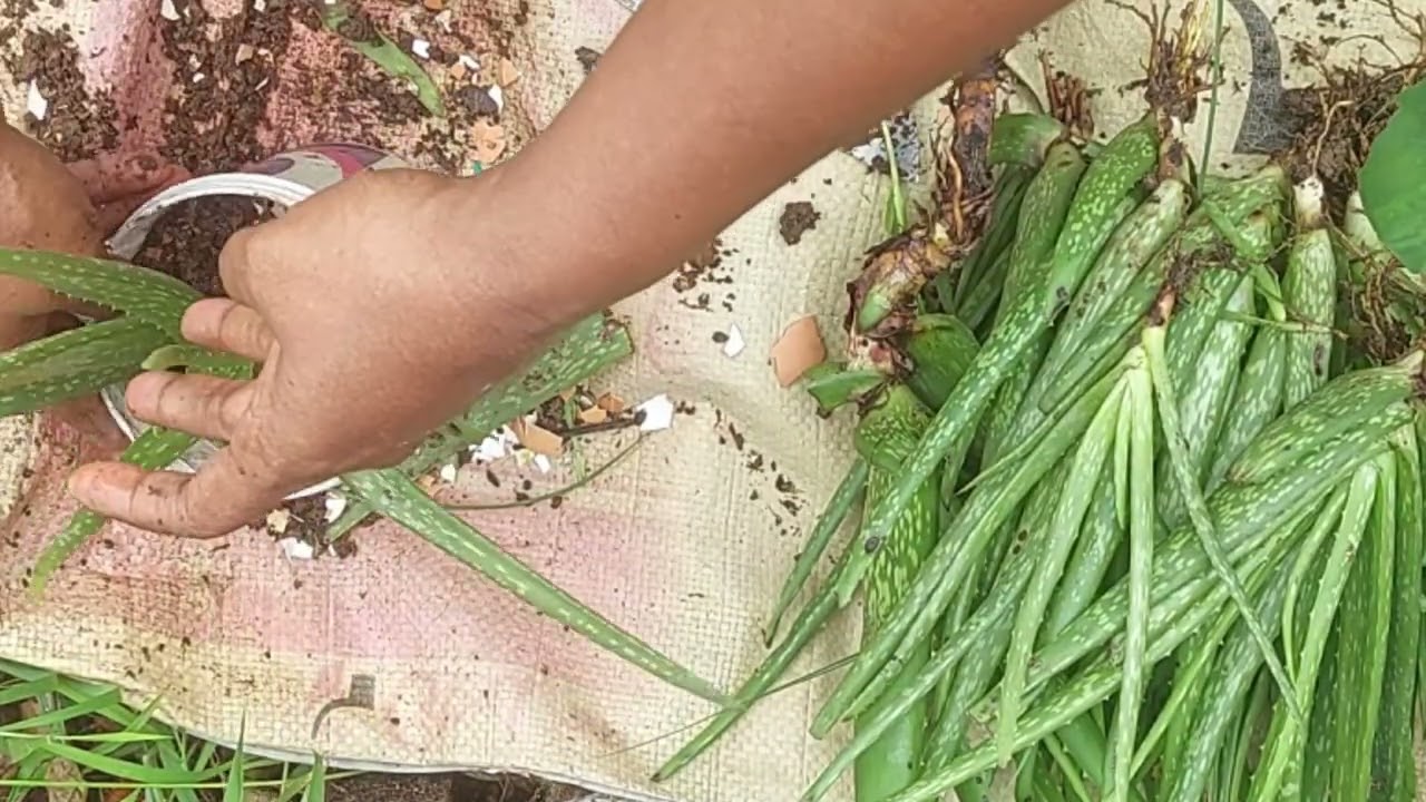 এলোভেরা গাছের যত্ন|এলোভেরা গাছ লাগানোর নিয়ম| aloe vera|how to grow alovera|aloevera plant care