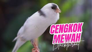 SUARA KENARI JPANDA GACOR ISIAN MEWAH - MASTERAN KENARI ISIAN BLACKTHROAT MUDAH DITIRU BURUNG PAUD