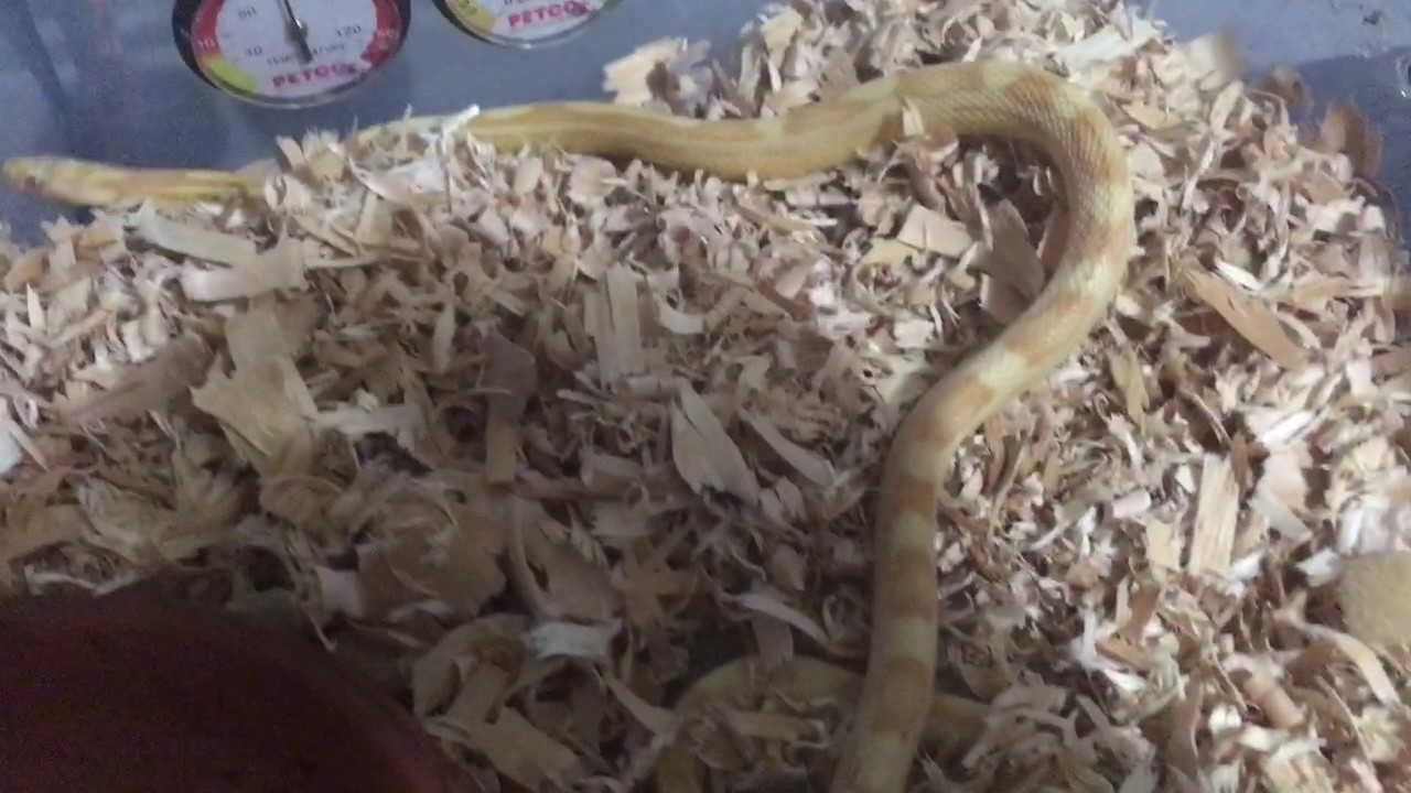 rosy blue baby snakes having babies!!!! Surprise!!!