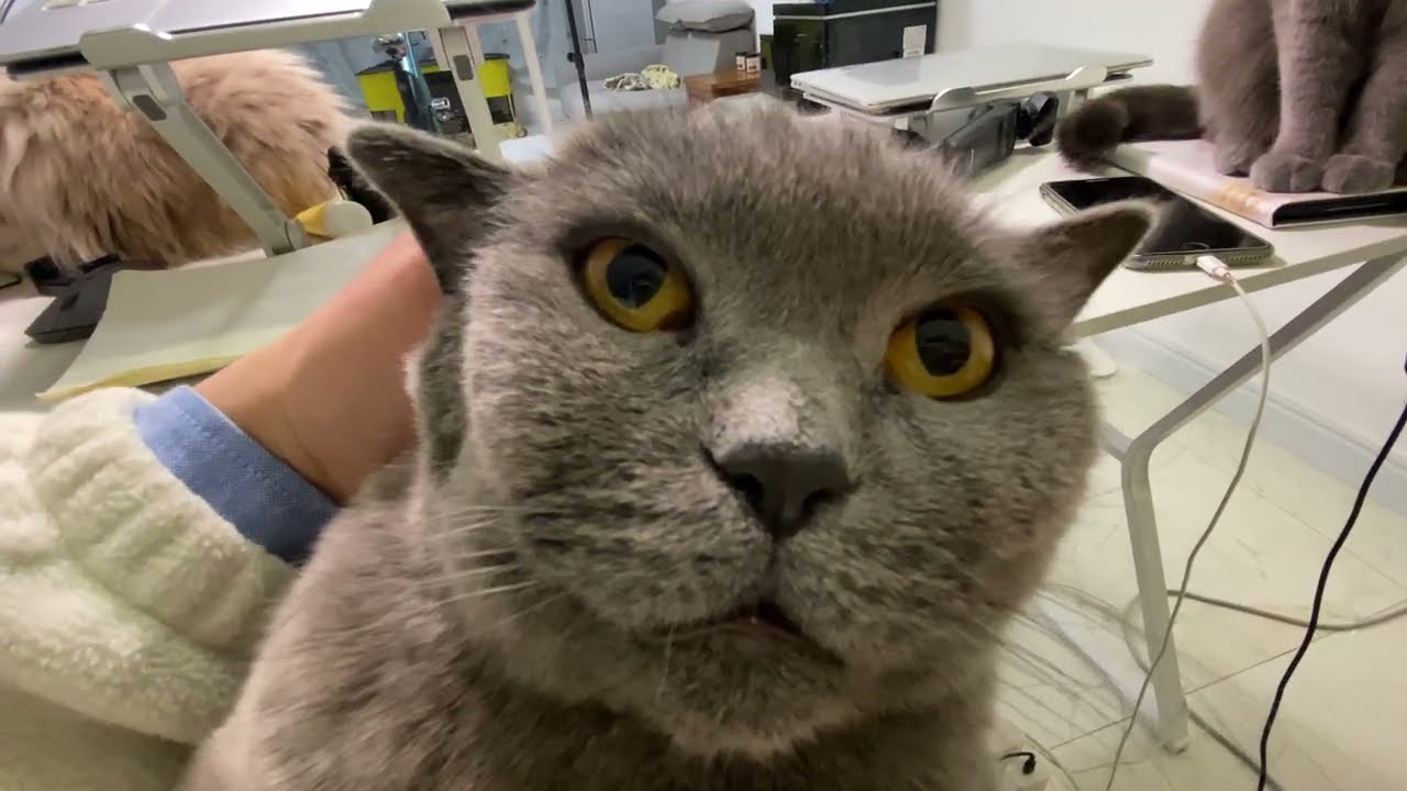 今天把我们家大闺女快摸秃噜皮了