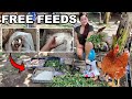 Organic Free Feeds for Native and Free Range Chickens