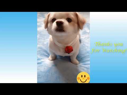 The Funniest Animals (Pets) Fails Compilation 2020