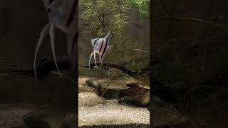 dancing angelfish #shortvideo #fish #aquarium #aquascape