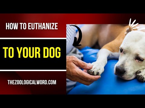 top-10-best-way-|how-to-euthanize-a-dog|