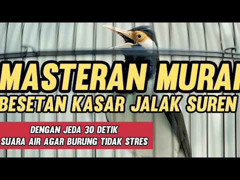 Masteran Murai Batu BESETAN JALAK SUREN Dengan Jeda 30 detik Suara air mengalir 