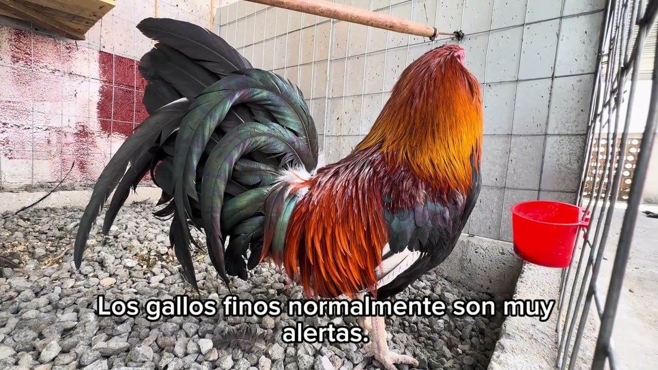“Cómo identificar un gallo fino dominante”