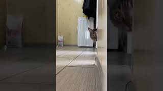 Cute Videos Short Videos Funny Videosvideos Short Tiktokasmr ة1