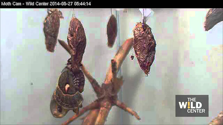 Silkmoth Time Lapse