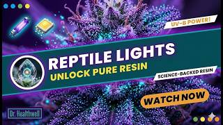 I Put Reptile Lights in My Grow Tent (And The Terps Went Insane)