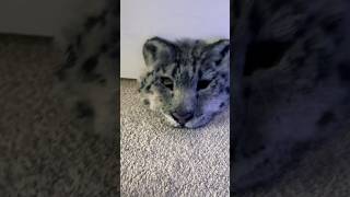 Re made the snow leopard mask! #animalmask #masks #snowleopard #leopard #therian #therianmask