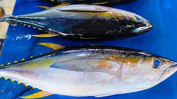 Proses Memotong Ikan Tuna dengan Teknik yang Tepat – Live Streaming!