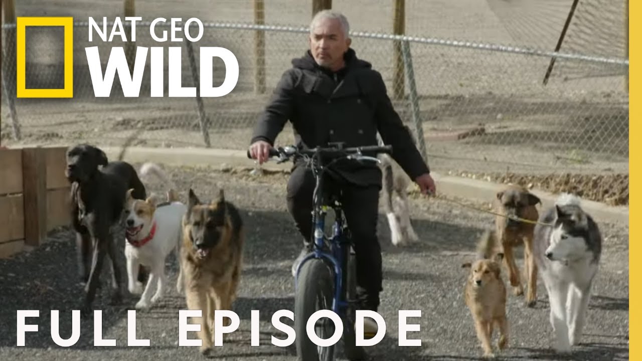 “Cesar Millan: Better Human Better Dog – The Ultimate Showdown: Dogs vs. Cats (Full Episode)” – Video