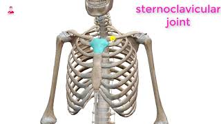 عظمه القص 3D || sternum