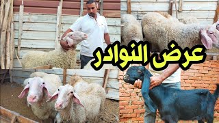 عرض النوادر لافضل سلالات الأغنام العساف بارخص الاسعار