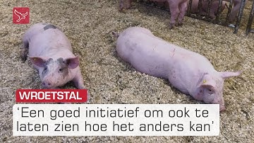 Nieuwe wroetstal bij Aeres laat studenten zien hoe varkenshouderij anders kan | Omroep Flevoland