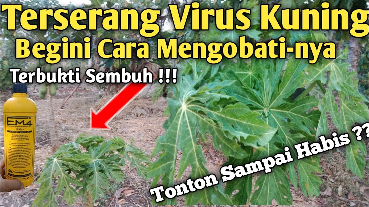 Pepaya Terserang Virus Kuning, Cukup Pakai Ini Saja -- Terbukti Sembuh!!!