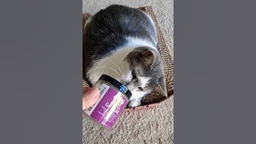 Organic Cat Crack Review! #catnip #cat #shorts #furrytails