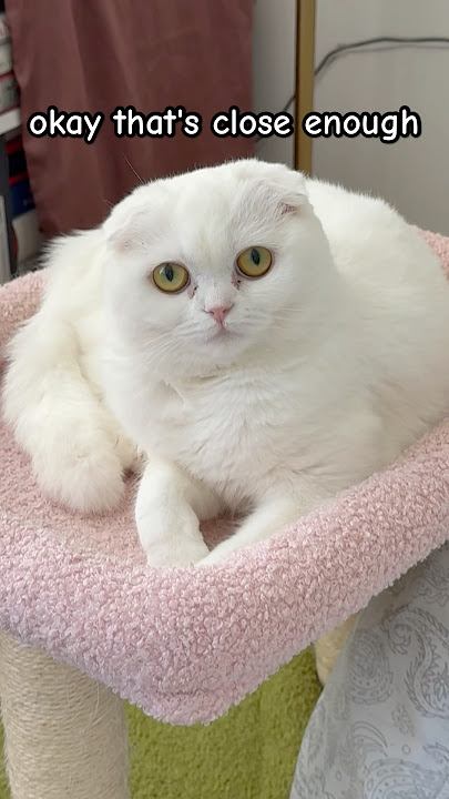 Just Wanna To Tell You 🥰 #kikicutekitty #iloveyou #cocoandkiki #bestie #love #baby #friends #fyp