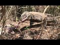 Komodo dragon eats goat in the forest.