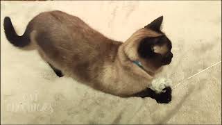 I got her | Slow motion | Cat Chronicles by Cat Chronicles 78 views 3 months ago 45 seconds