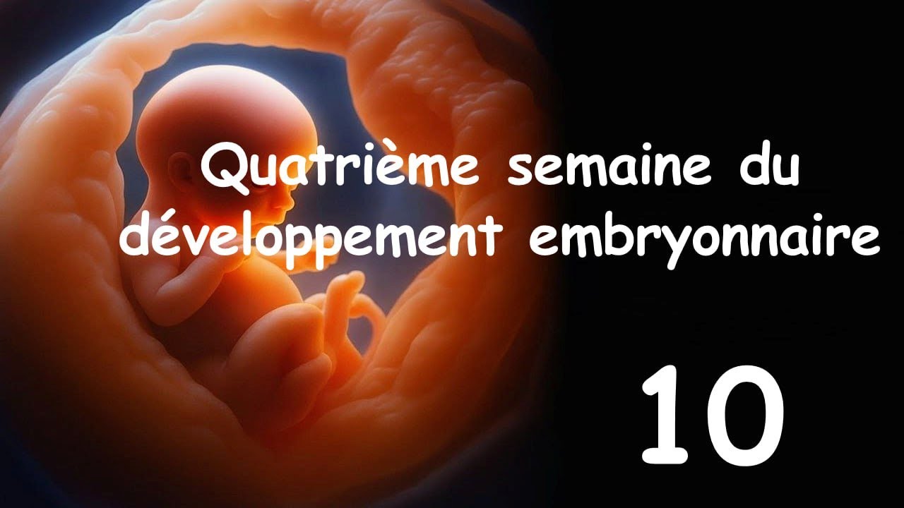 Embryologie (2025) : La Quatrieme Semaine du Développement Embryonnaire Par Abdellah