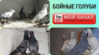 УЙИНЧИ КАБУТАРЛАР БОЙНЫЕ ГОЛУБИ