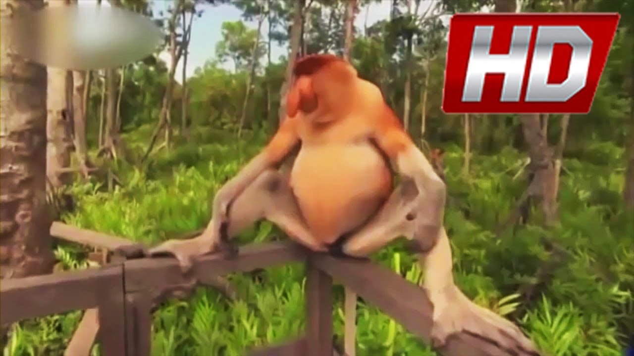 Mono Narigudo Tirandose Pedos